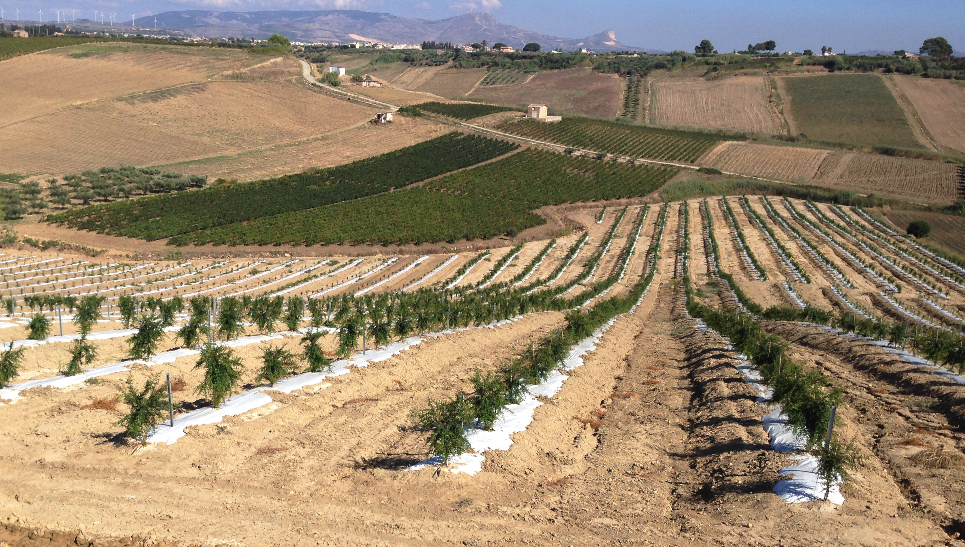 Tenuta dei Mille image